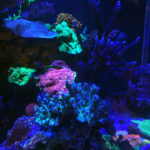 WWC Corals