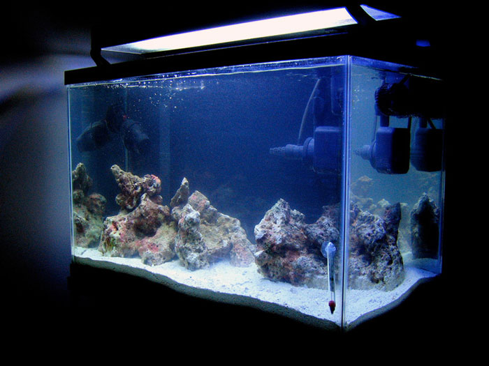 How to Cycle a Fish Tank – Fresh Water Systems