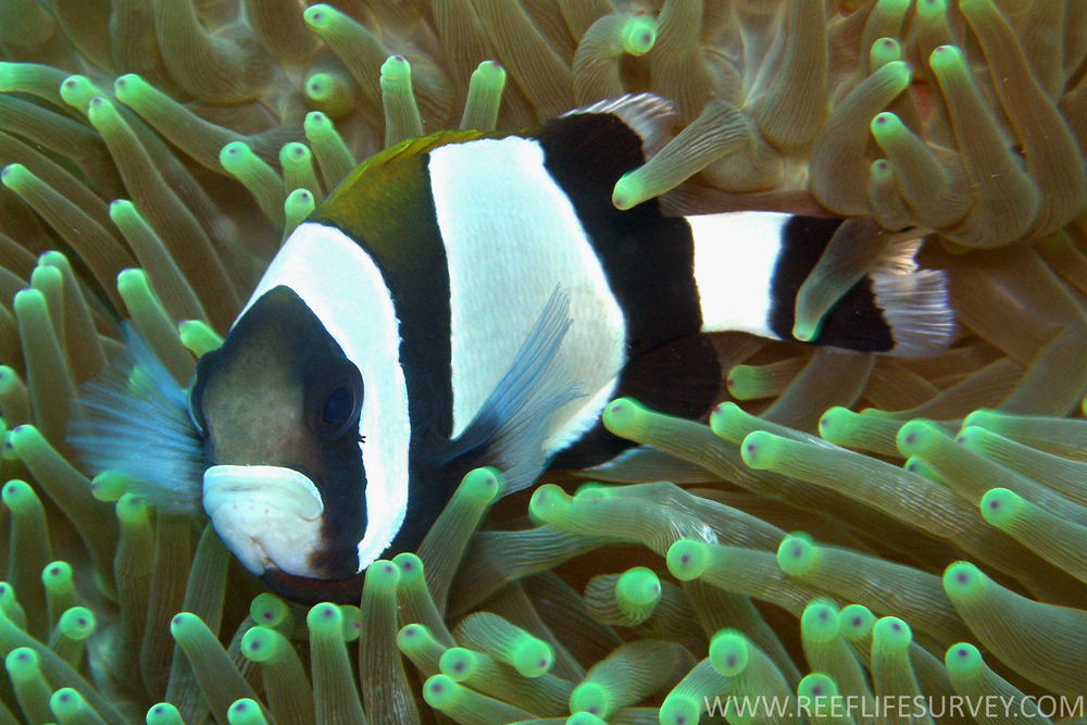 Amphiprion_latezonatus,_Norfolk