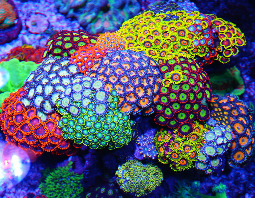 What is You're Favorite Zoanthid Polyp On Our List? | AquaNerd