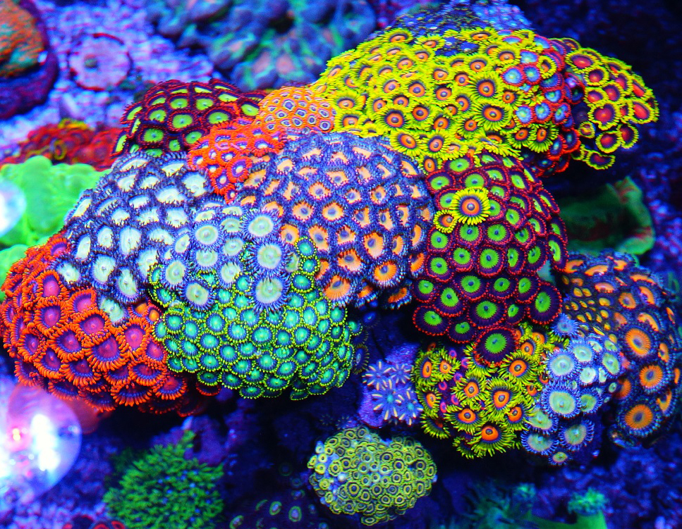 zoanthids