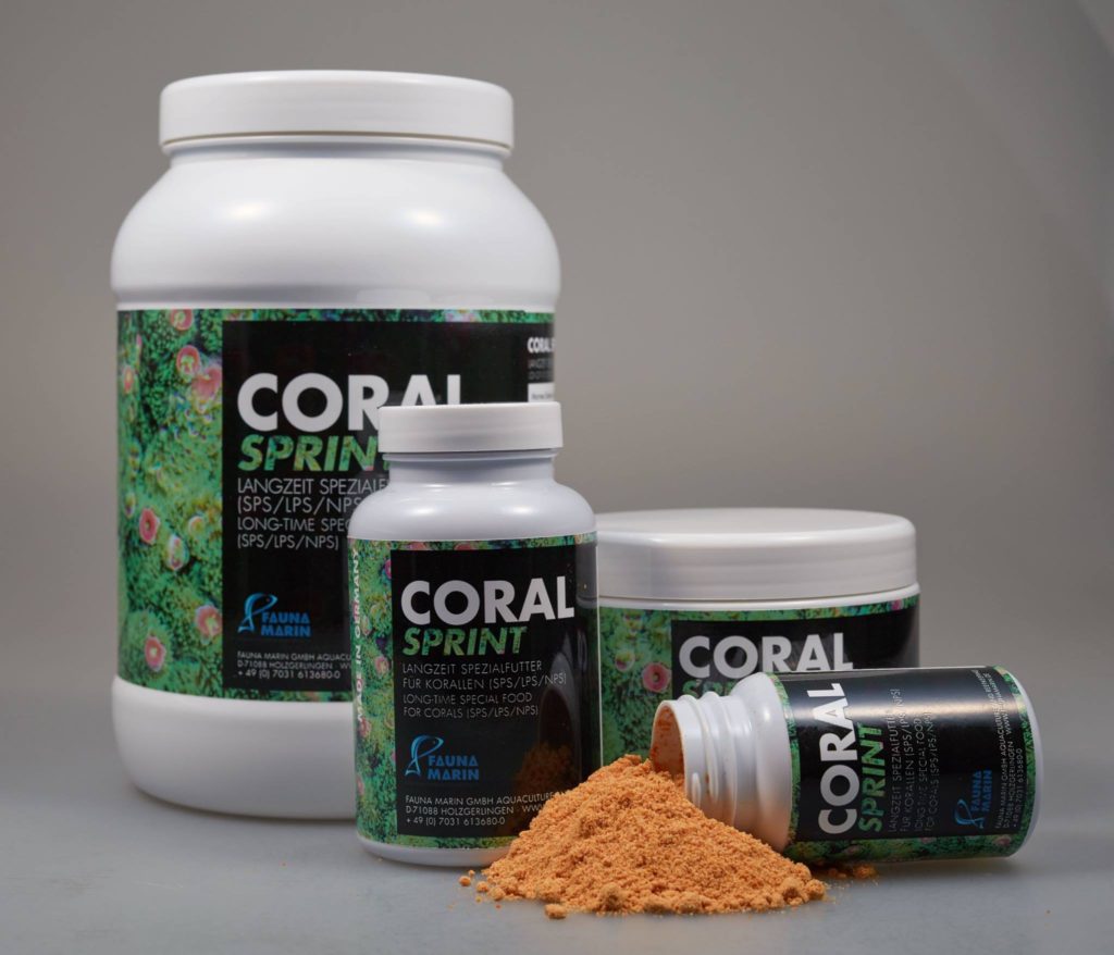 coral-sprint-fauna-marin