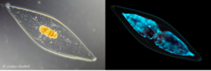 BioGlo dinoflagellates