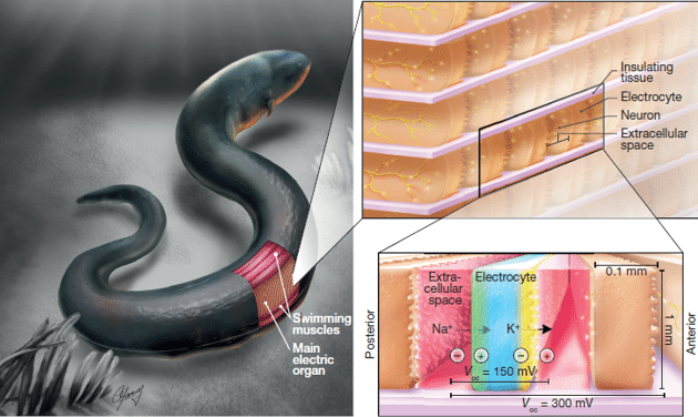 eel battery