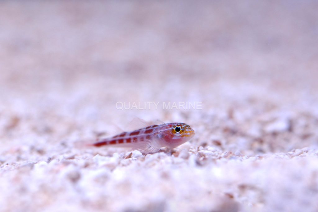 Helcogramma-striata-Neon-Triplefin-MAC-(2)wm