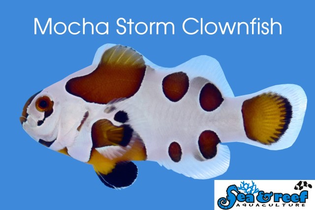 w640_670896_sr_mocha_storm_clownfish