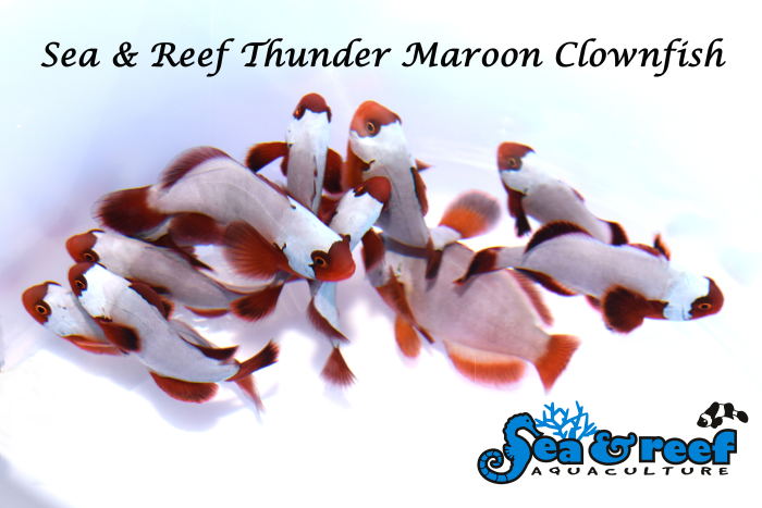 692549_sr_thundermaroon_group-1