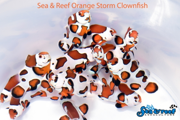 black white and orange clownfish