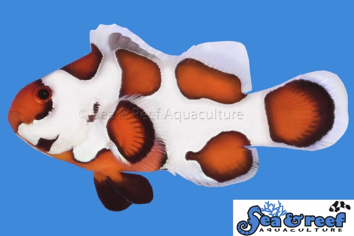 s&r_orange_storm_clownfish