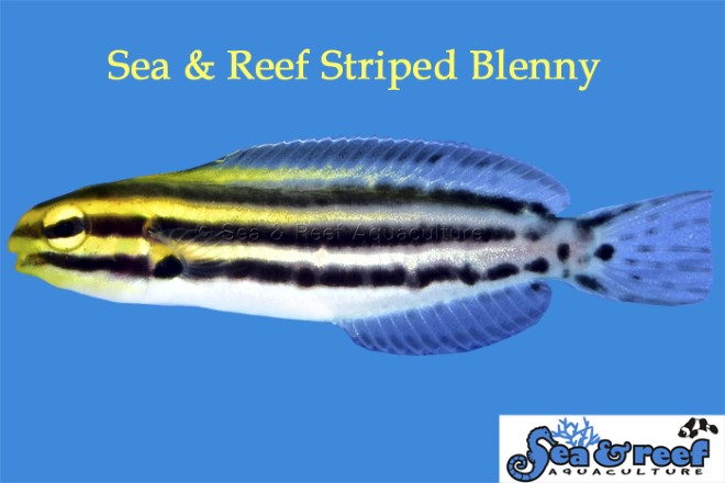 black white yellow striped fish