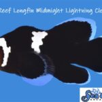 Longfin Midnight Lightning